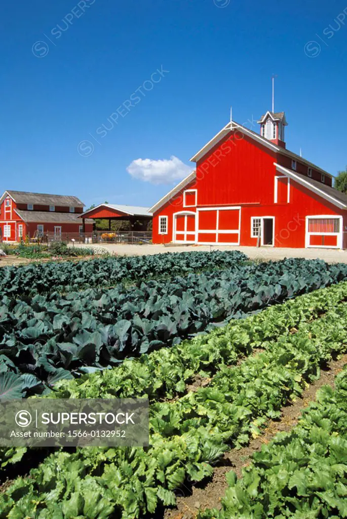 Vegetables and red barn at the Faulkner Ranch. Santa Paula. California. USA