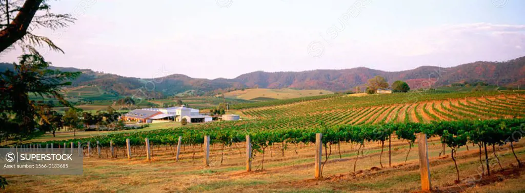 Lindeman´s vineyard and winery, Hunter Valley. New South Wales, Australia