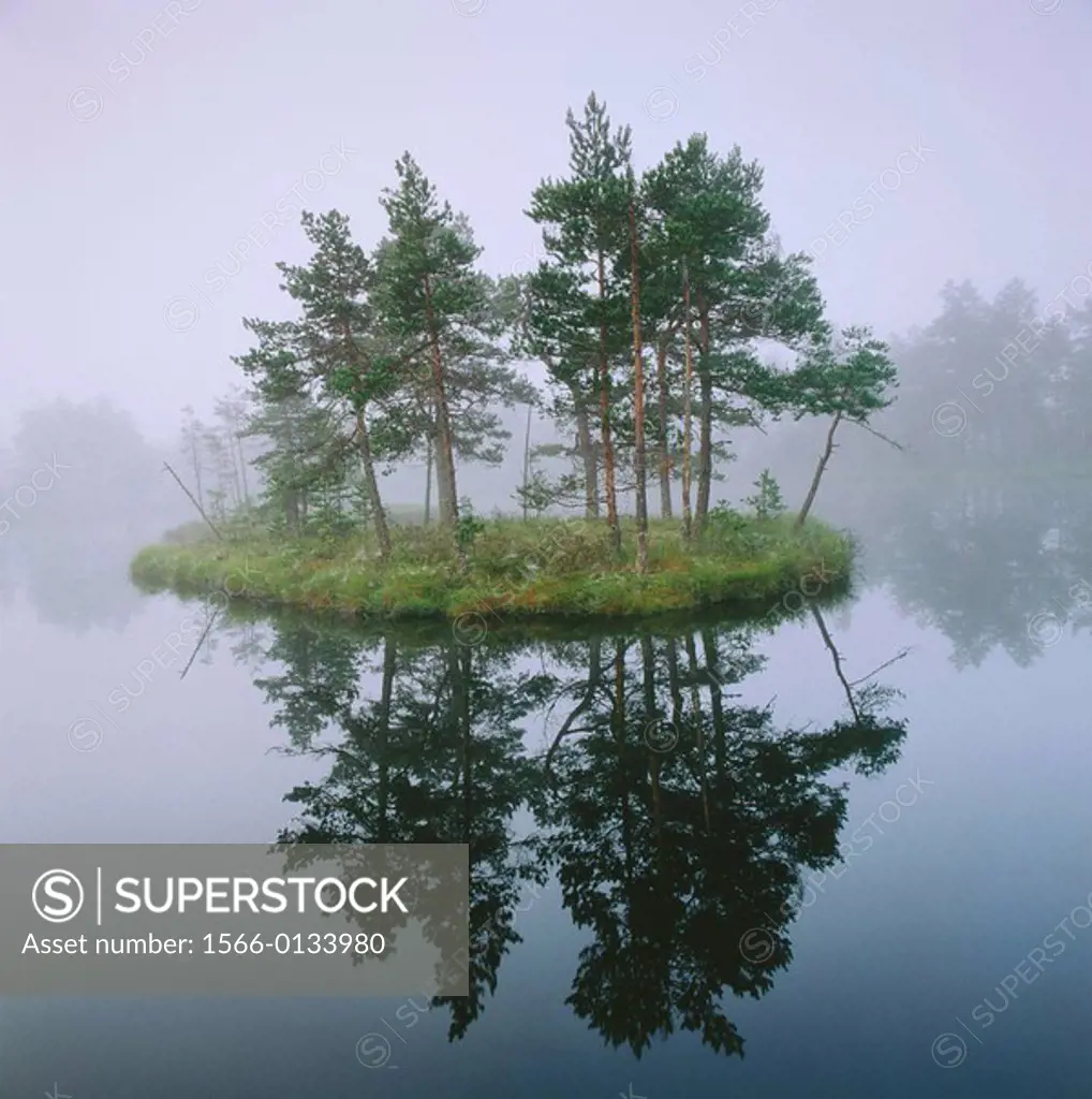Morning mist on small lake with pine forrest on island in marshlands. Västmanland, Sweden.