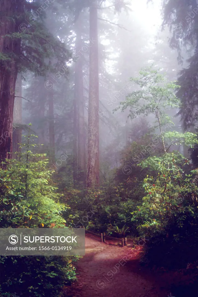 Redwood NP. California. USA