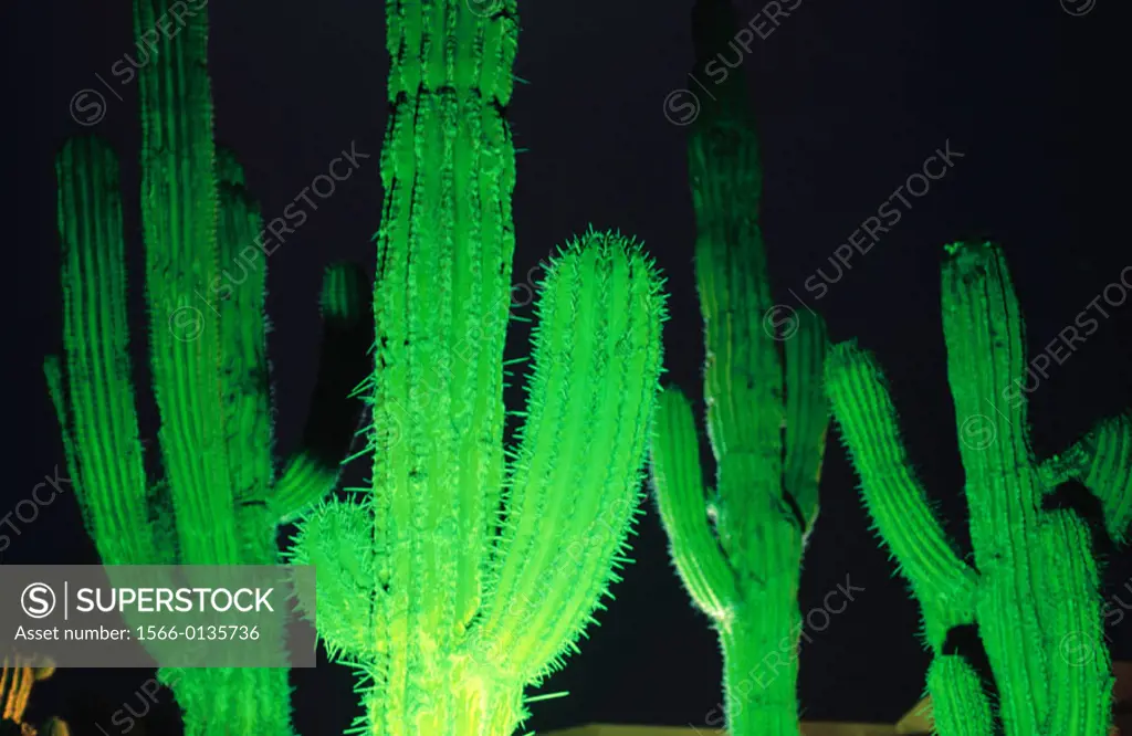A Baja cactus garden by night