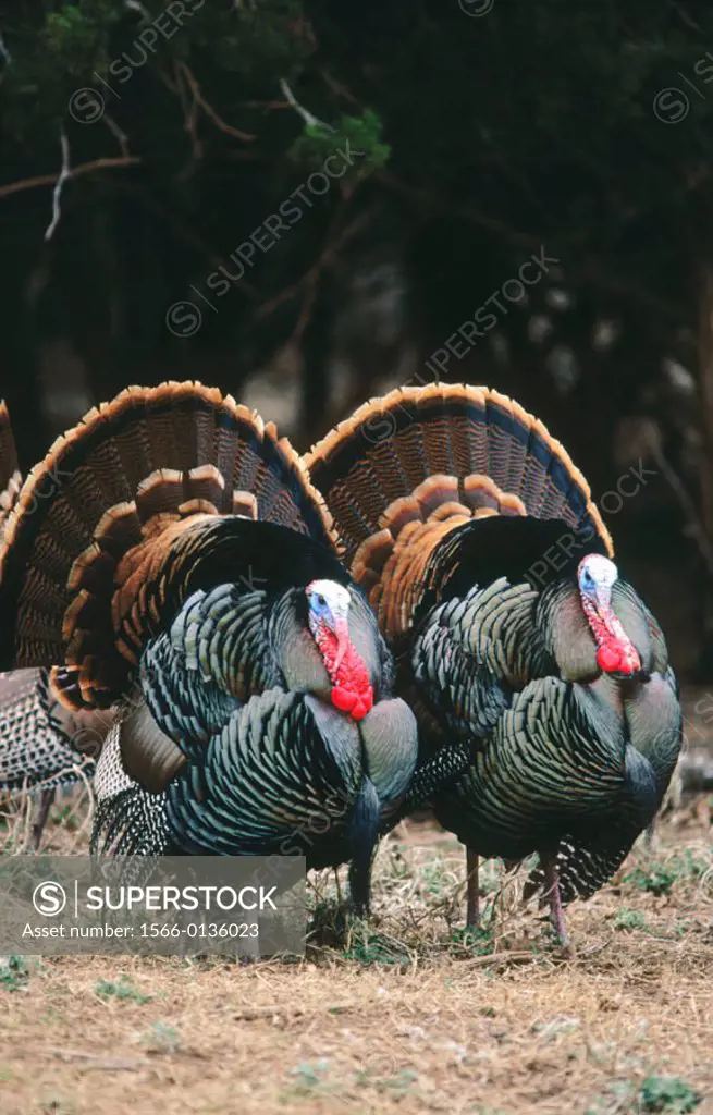Turkeys (Meleagris gallopavo)