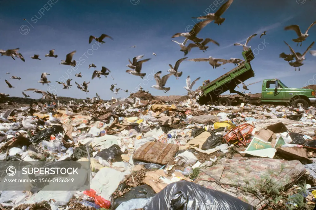 Garbage dump with seagulls and truck. New Haven. Connecticut. USA