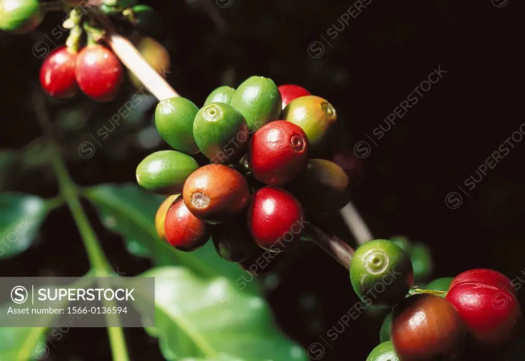 Coffee beans. Veracruz state. Mexico