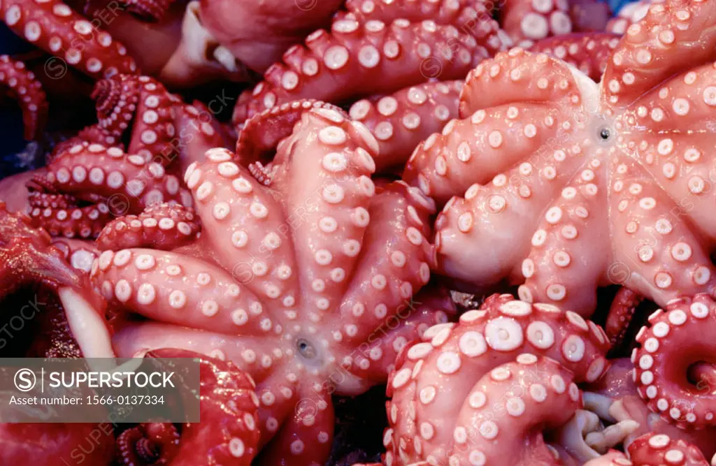 Octopuses at market. Tokyo. Japan