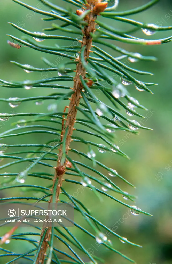Offshoot of spruce (Picea abies) covered with dew, Bavaria (Germany)