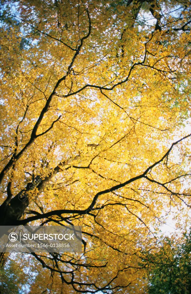 Autumnal oak tree, Ardennes, Belgium
