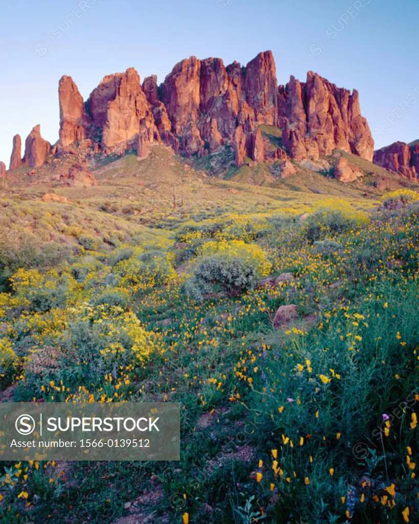 Superstition Mountains catch the last sunlight above field of Brittlebush (Encelia farinosa) and Mexican Gold Poppy (Eschscholtzia mexicana) in spring...
