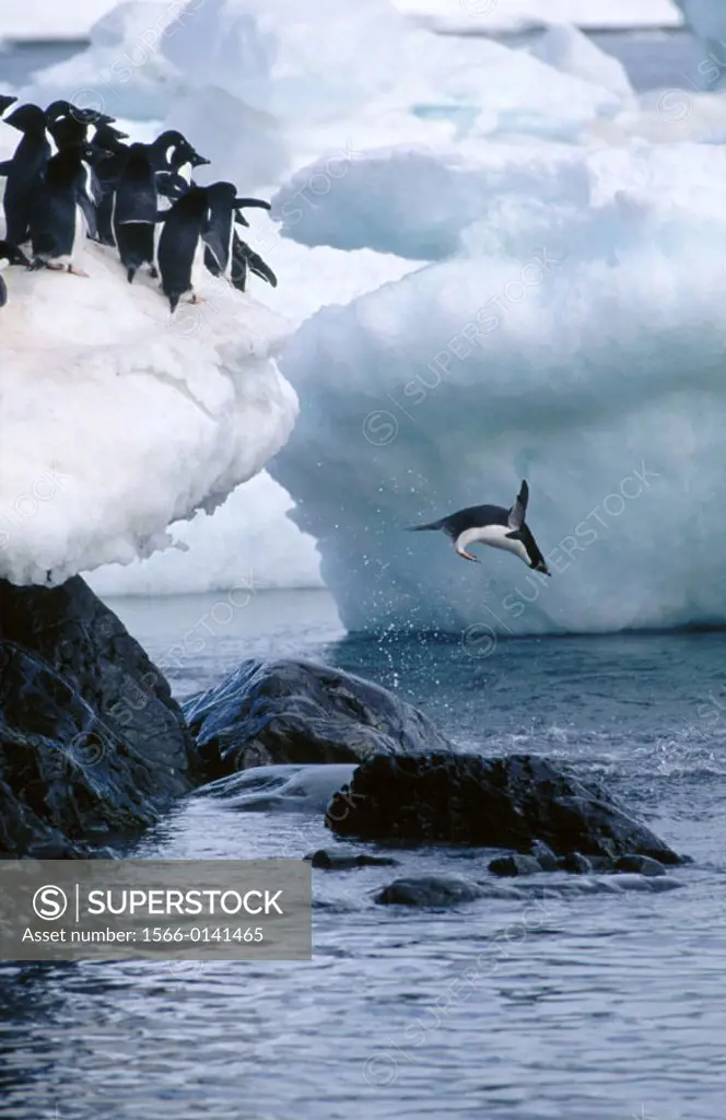 Adelie Penguins (Pygoscelis adeliae). Antarctica