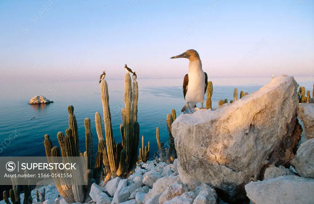 Blue-footed Booby (Sula nebouxii excisa) in San Pedro Martir Island. Gulf of California