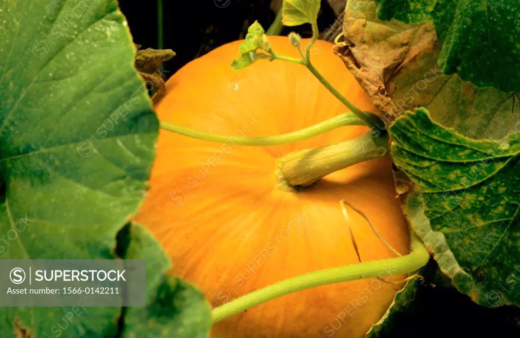Mature orange pumpkin on vine. Illinois. USA