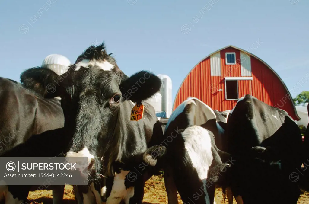 Dairy farm: Holsteins in a row, one cow with tongue out, red barn and silo. McHenry County, Illionis. USA