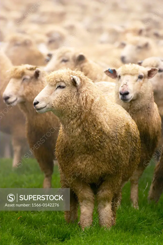 Flock of sheep in pasture, ewes. Athol, New Zealand