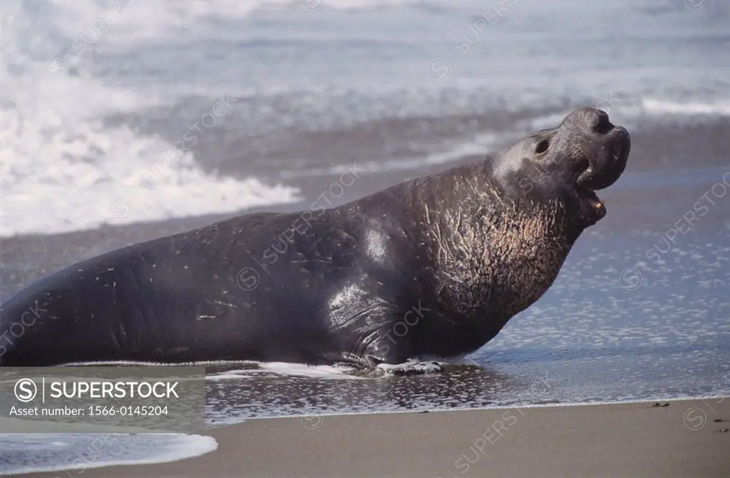 Northern Elephant Seal (Mirounga angustirostris). California. USA