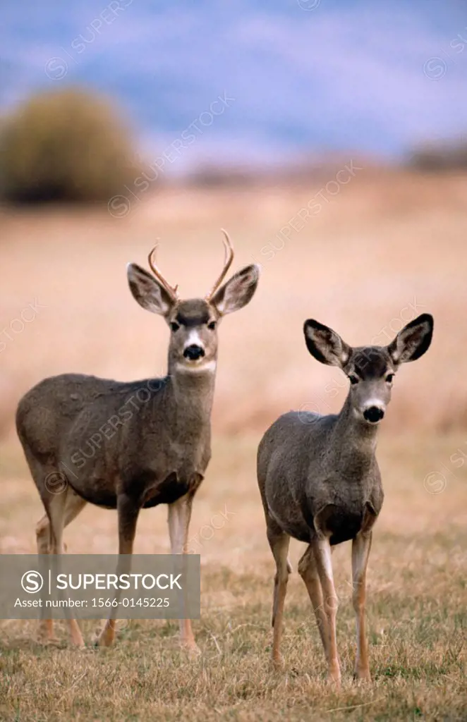 Mule Deer (Ordocoileus hemionus). Malheur National Wildlife Refuge. Oregon. USA
