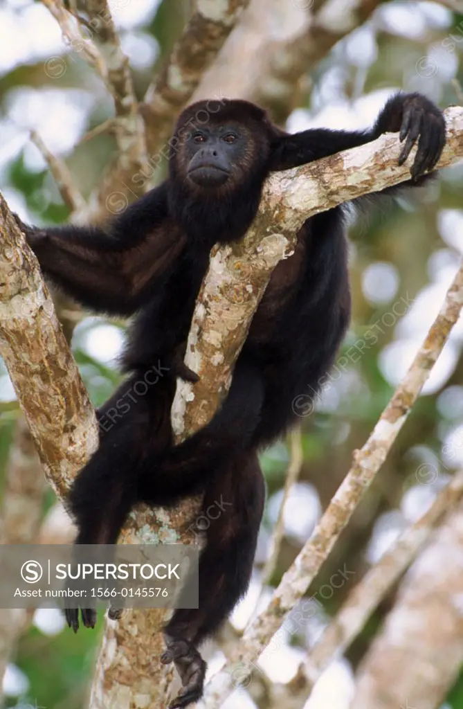 Black Howler Monkey (Alouatta caraya). Belize
