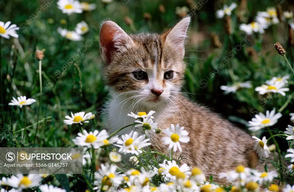 Kitten in meadow with blossoming wild camomile