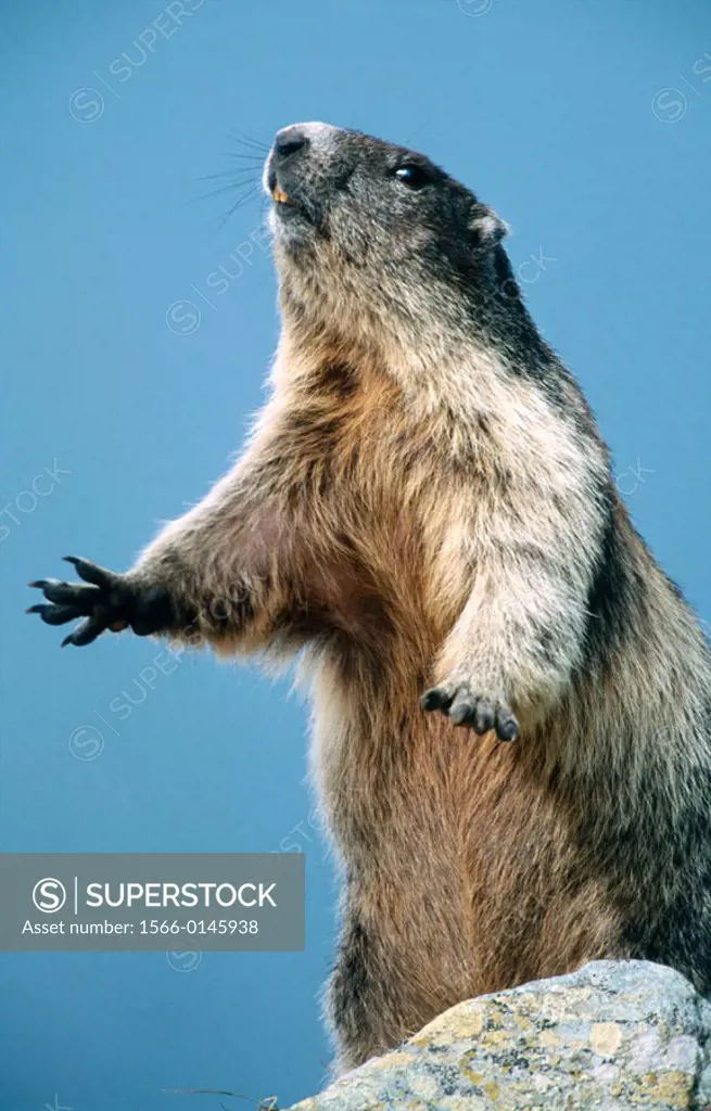 Marmot (Marmota marmota). Austria