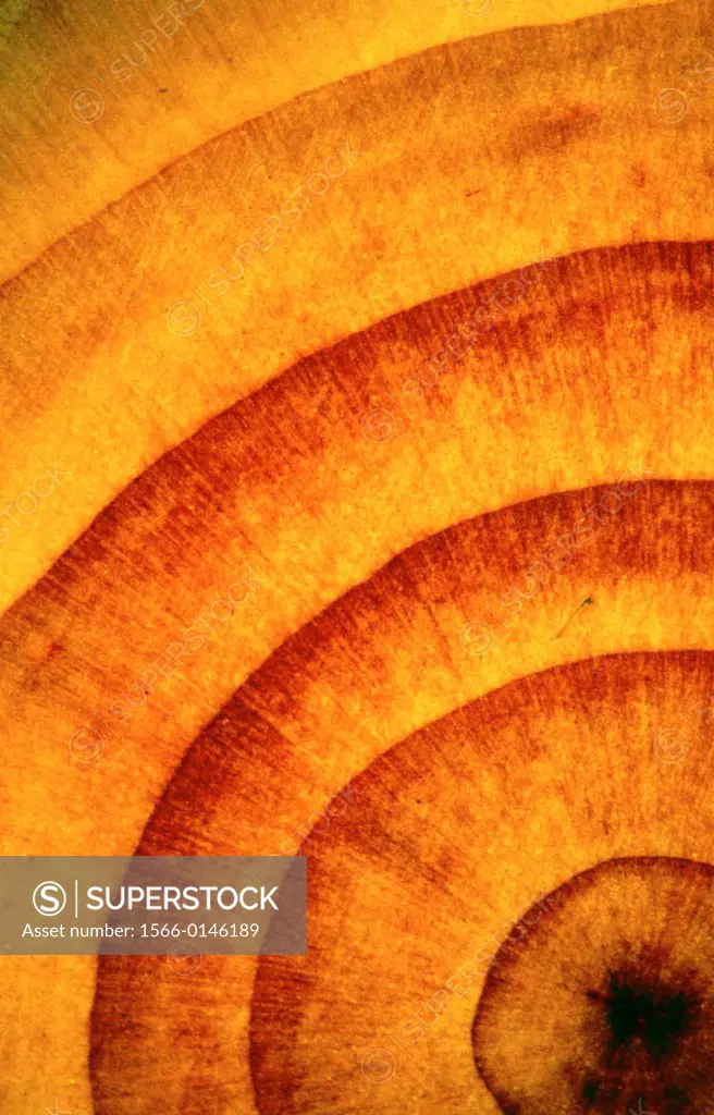 Detail of growing rings of cedar