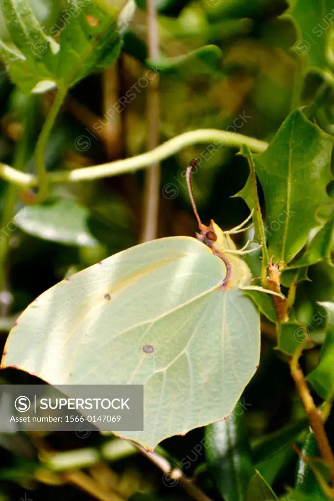 Brimstone Butterfly (Gonepteryx rhamni) on Kermes Oak (Quercus coccifera) leaf