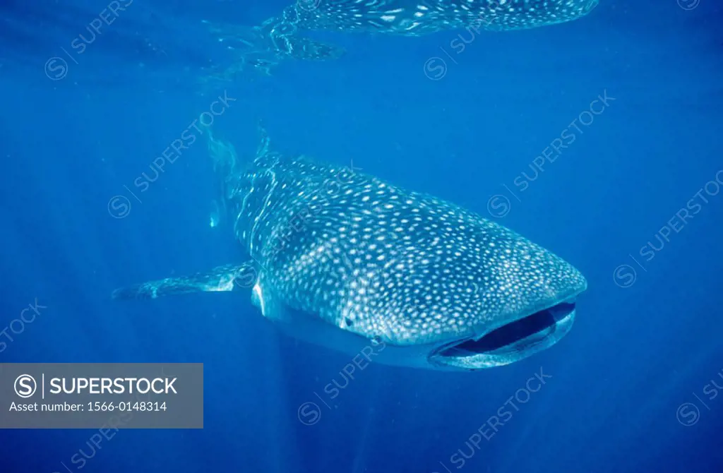 Whale Shark (Rhincodon typus). Australia