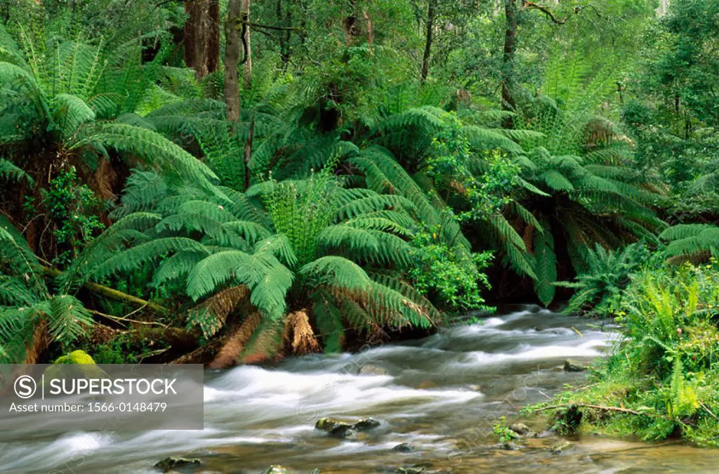 River in rainforest. Yarra Ranges national park. Australia