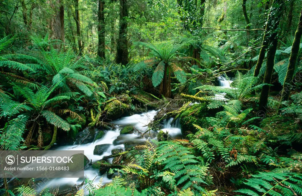Creek in rainforest. Yarra Ranges national park. Australia