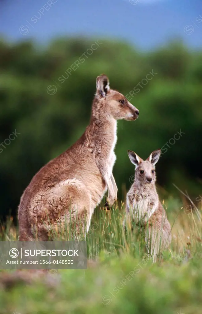 Grey Kangaroos (Macropus giganteus). Australia
