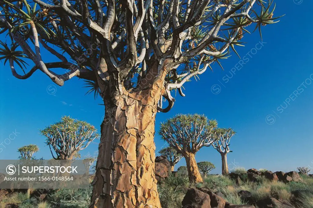 Quiver tree (Aloe dichotoma). Namibia