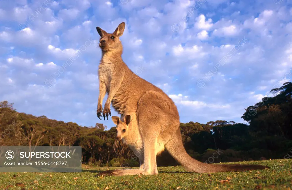 Grey Kangaroo (Macropus giganteus). Murramarang National Park. Australia