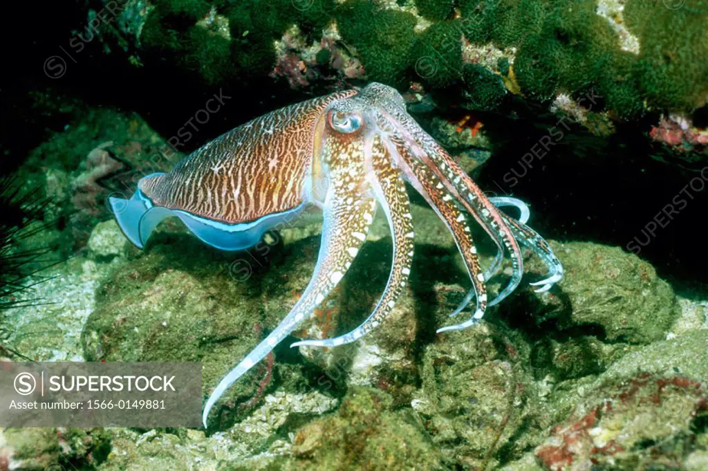 Pharao cuttlefish (Sepia pharaonis), male. Andaman Sea, Thailand.