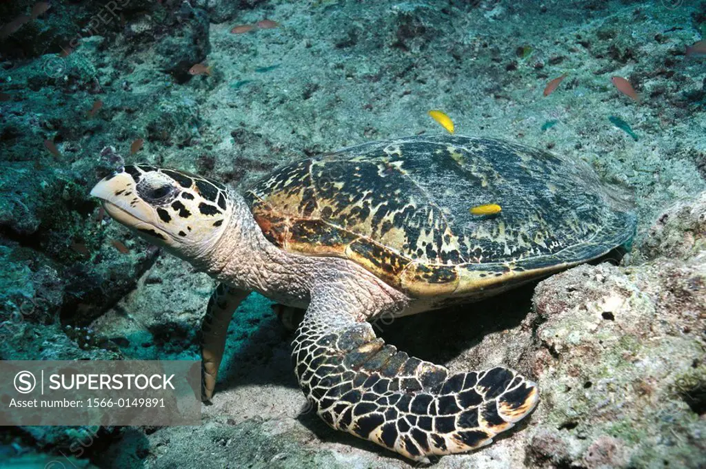 Hawksbill Turtle (Eretmochelys imbricata) with small wrasses cleaning carapace. Malaysia