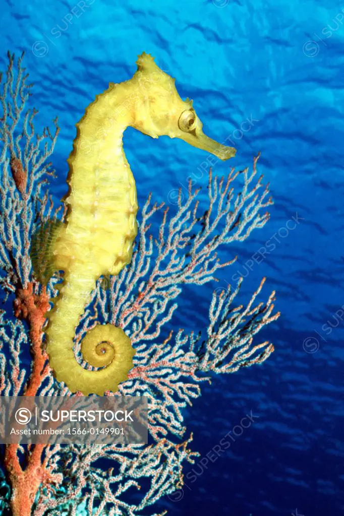 Thorny Seahorse (Hippocampus histrix). Great Barrier Reef. Australia
