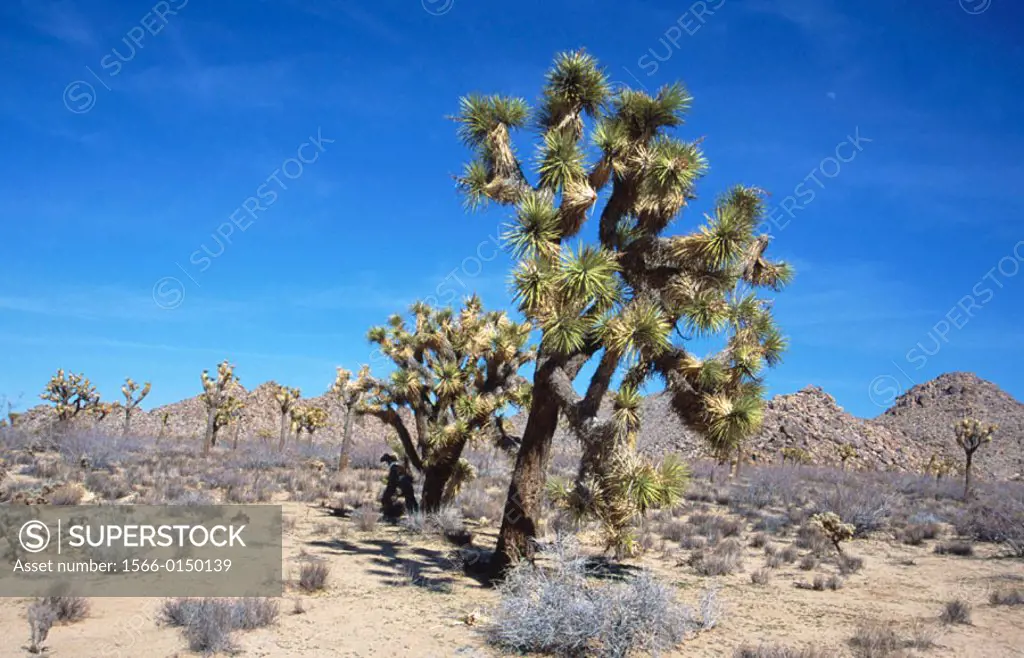 Joshua Tree (Yucca brevifolia). Joshua Tree National Park. California. USA