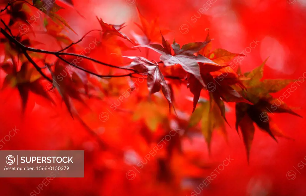 Japanese Maple (Acer palmatum) leaves at autumn