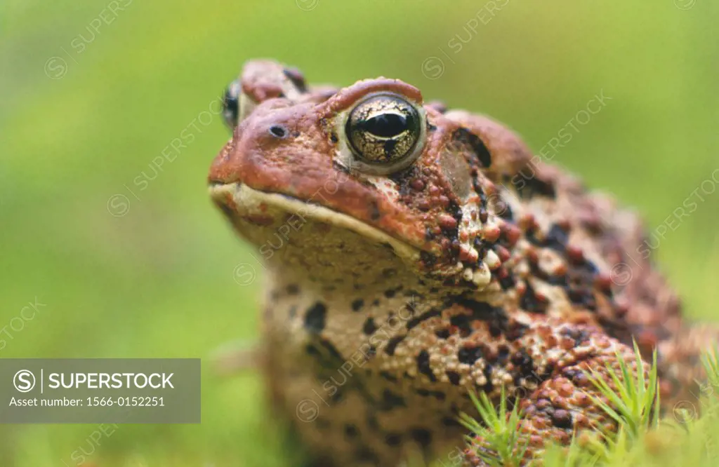 American toad (Bufo americanus). Natural pest control. Ontario. Canada