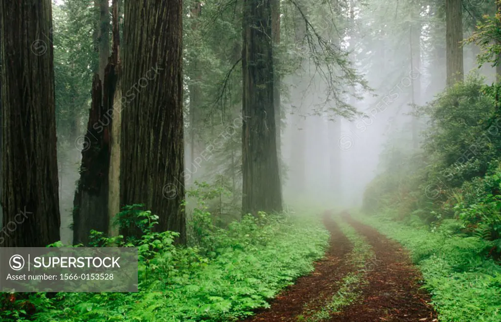 Redwoods (Sequoia sempervirens) in fog. Redwood National Park. Northern California. USA
