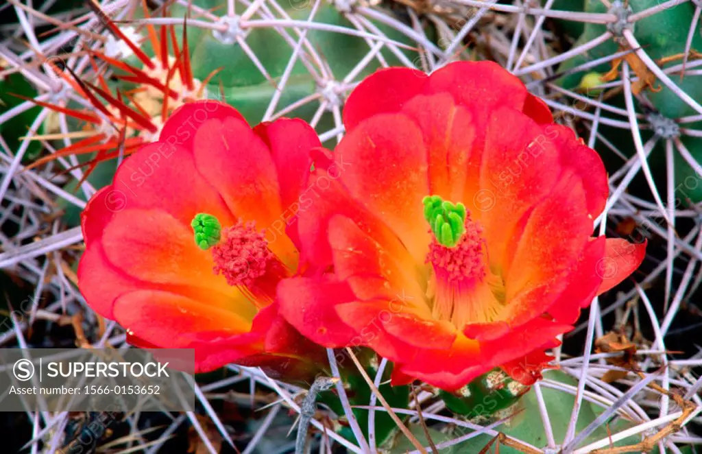 Claret Cup cactus (Echinocereus triglochidiatus). California. USA