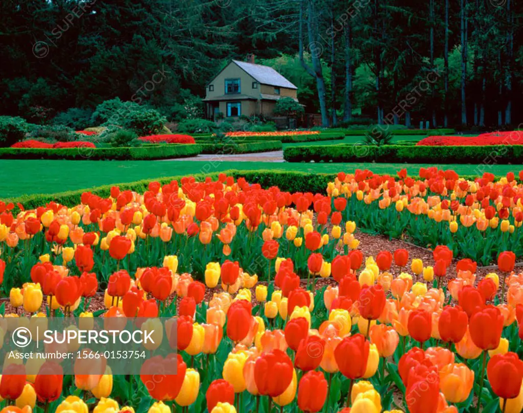 Spring tulips and garden cottage. Shore Acres State Park. Southern Oregon Coast. USA