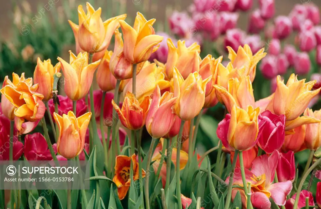 Mixed tulips in field. Wooden Shoe Bulb Company. Willamette Valley. Oregon. USA