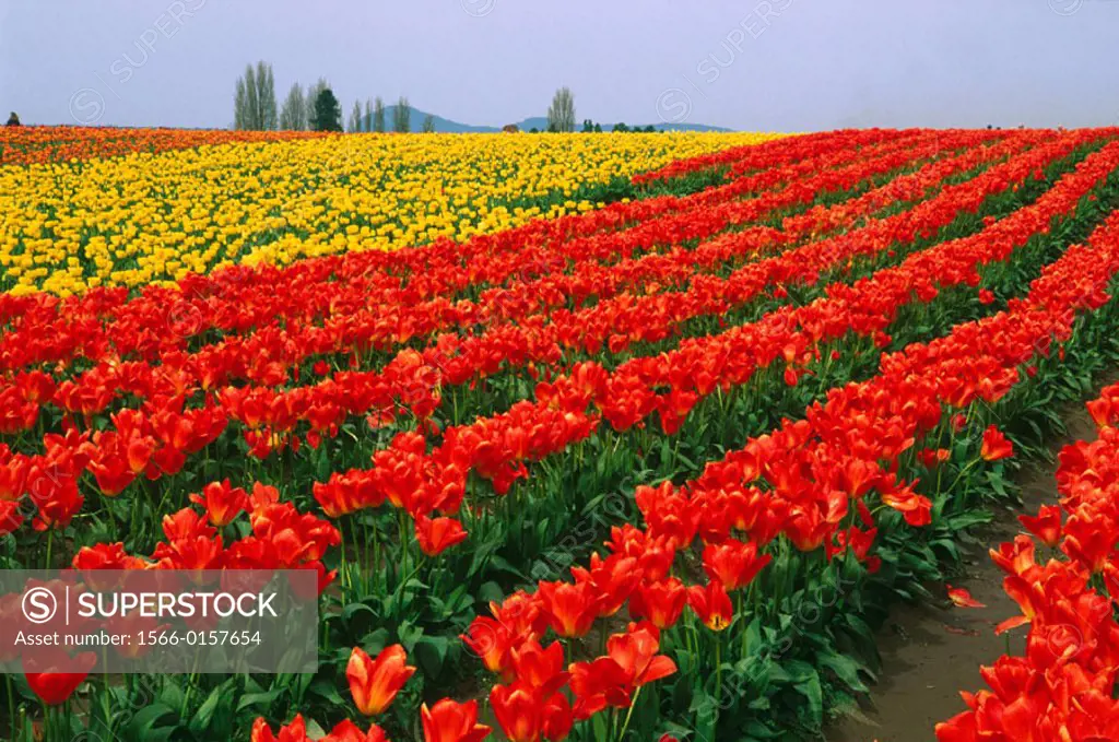 Tulip field, Skagit Valley, Washington, USA