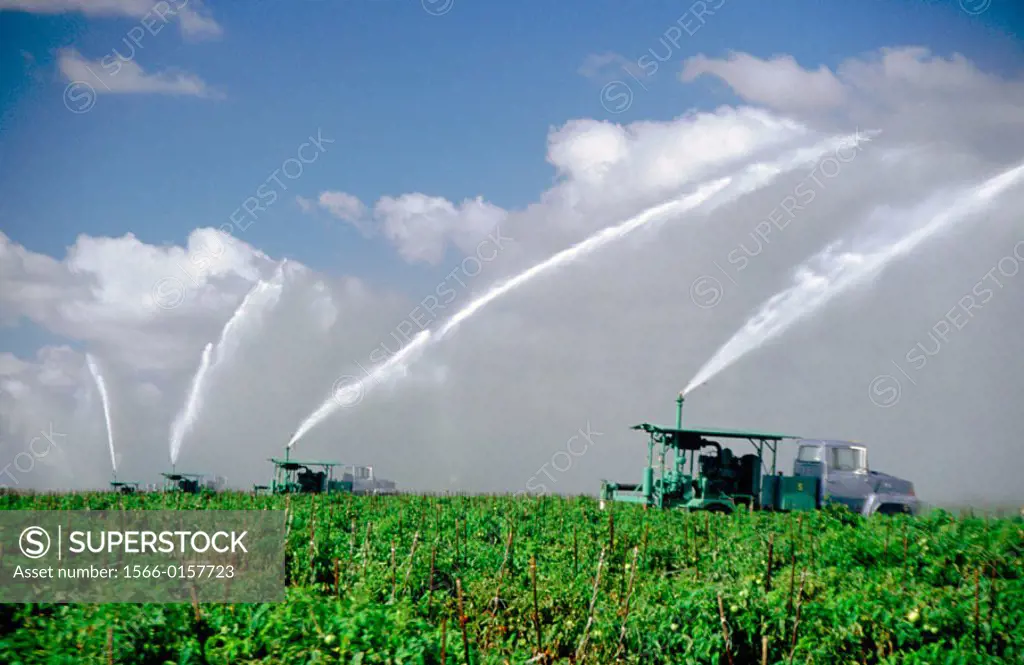 Irrigation of vegetable crop near Homestead. Florida. USA