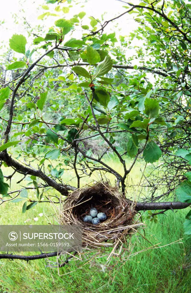 Cedar Waxwing (Bombycilla cedrorum), nest and eggs
