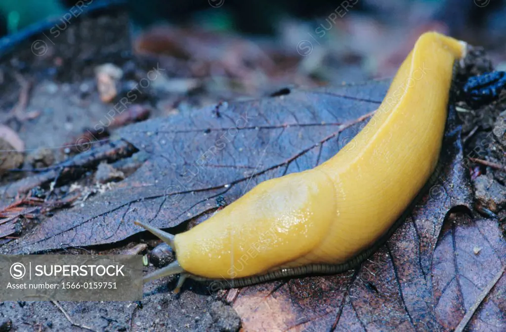 Banaba Slug (Ariolimax columbianus). The Forest of the Ninese Marks State Park. Santa Cruz. California. USA