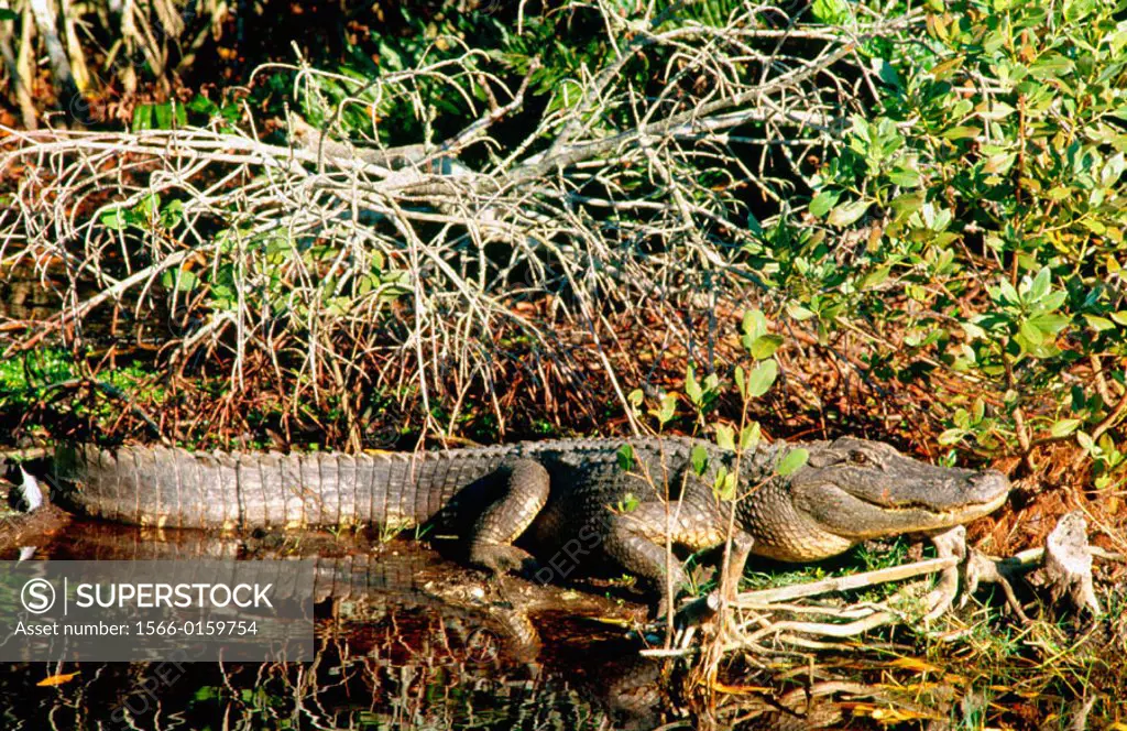 Alligator from Everglades National Park. Florida. USA