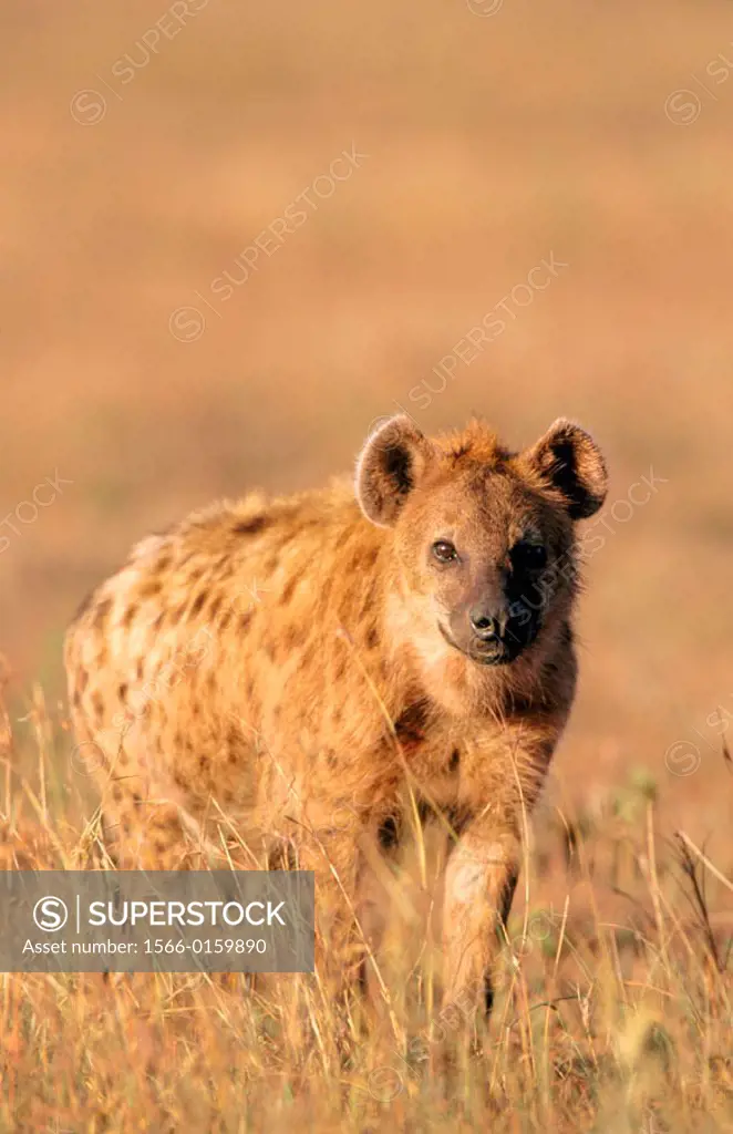 Spotted Hyena (Crocuta crocuta). Masai Mara. Kenya