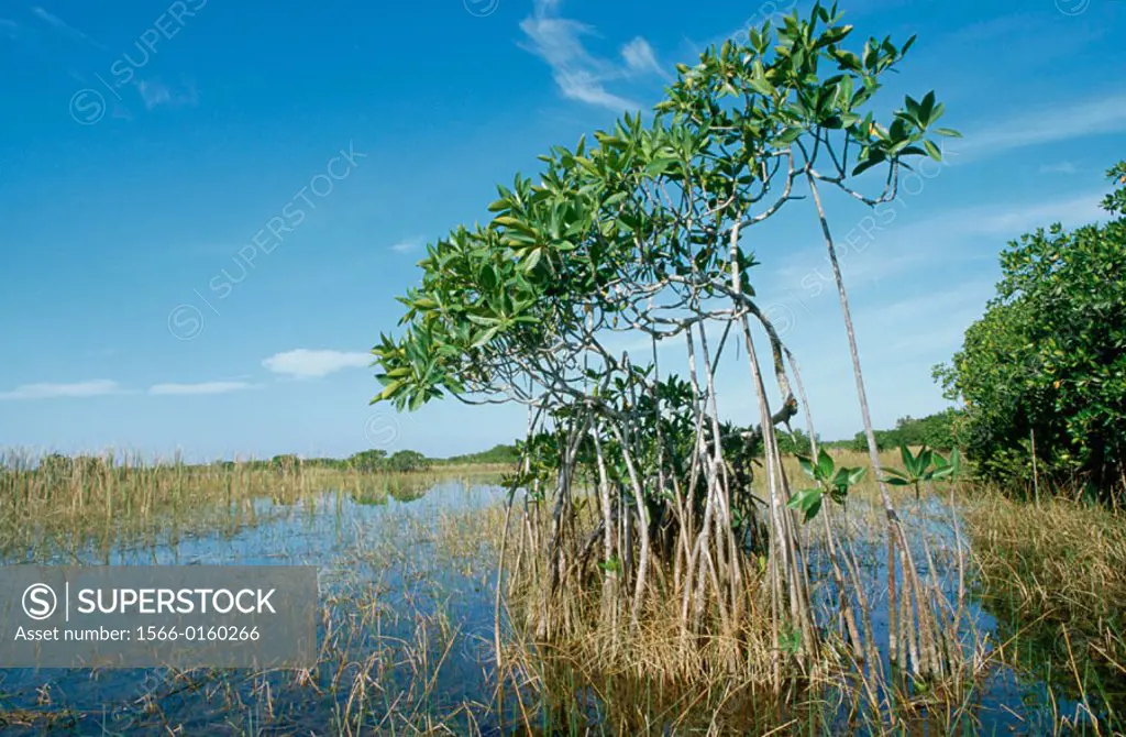 Red Mangrove (Rhizophora mangle). Everglades National Park. Florida. USA