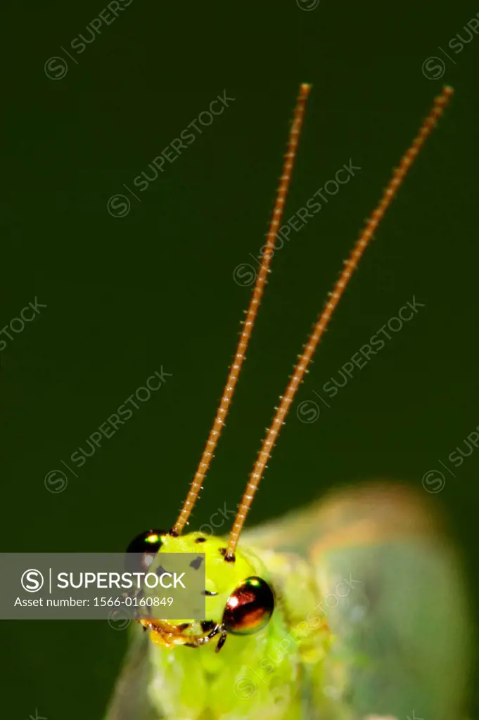 Lacewing (Chrysopa carnea)