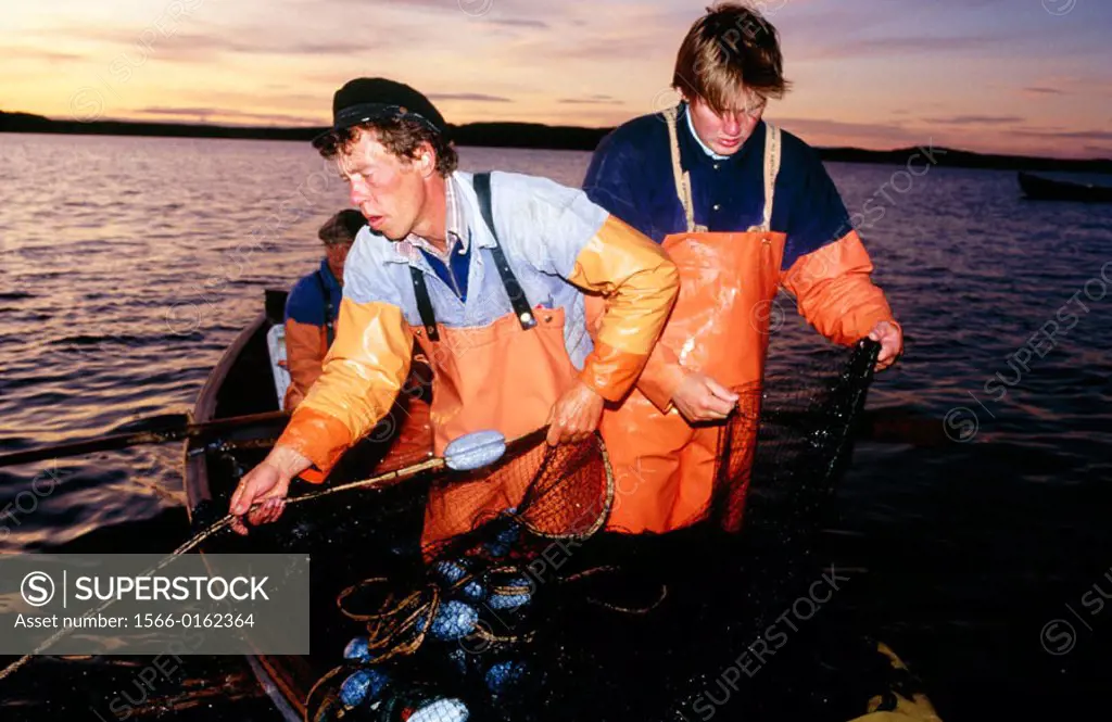 Fishermen using traditional methods to catch herring. Havstenssund. Bohuslän, Sweden