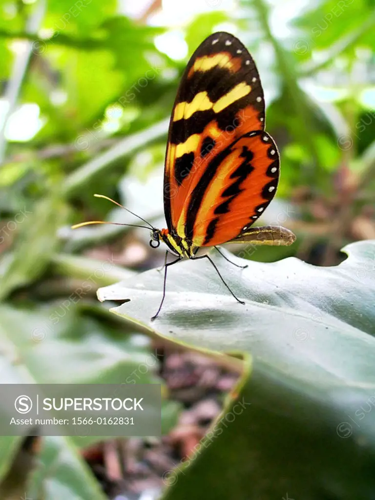 Tiger Mimic-Queen (Lycorea cleobaea)